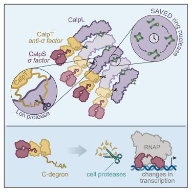 Filament formation activates protease and ring nuclease activities of CRISPR Lon-SAVED