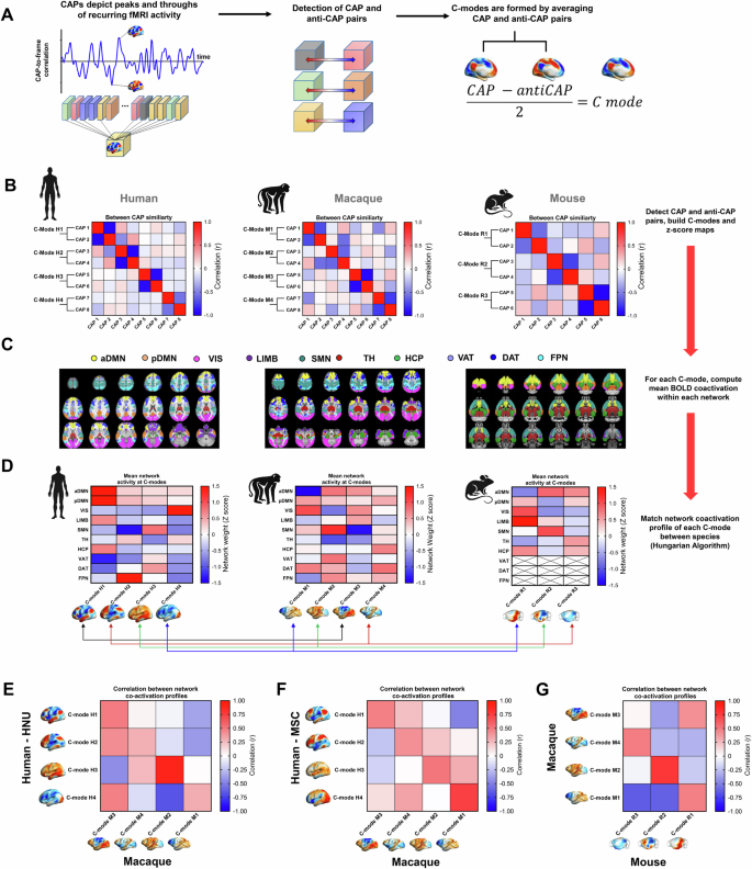 Evolutionarily conserved fMRI network dynamics in the mouse, macaque, and human brain.