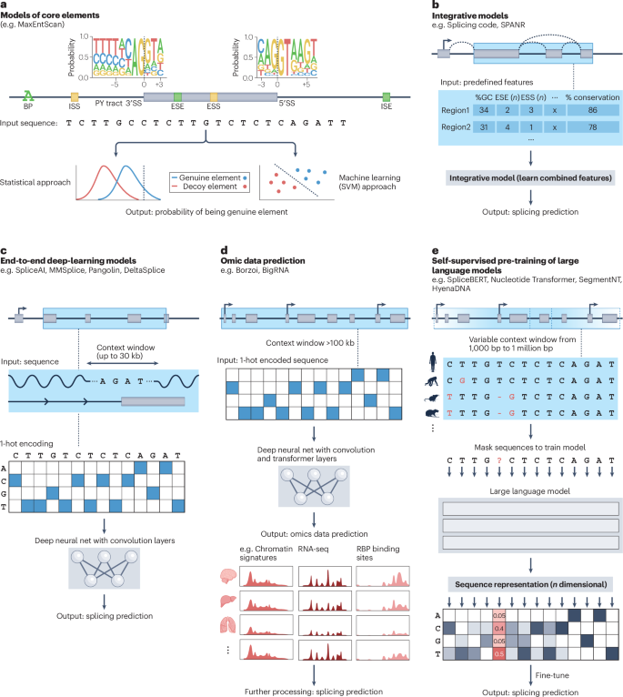 From computational models of the splicing code to regulatory mechanisms and therapeutic implications