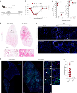 Murine parainfluenza virus persists in lung innate immune cells sustaining chronic lung pathology