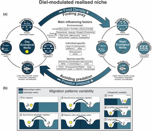 Deep-Pelagic Fishes Are Anything But Similar: A Global Synthesis