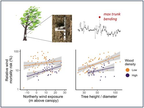 Wind Shapes the Growth Strategies of Trees in a Tropical Forest