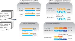 Genetic and non-genetic HLA disruption is widespread in lung and breast tumors