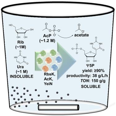 Phosphorylation-condensation cascade for biocatalytic synthesis of C-nucleosides