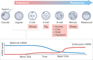 Rise and SINE: roles of transcription factors and retrotransposons in zygotic genome activation