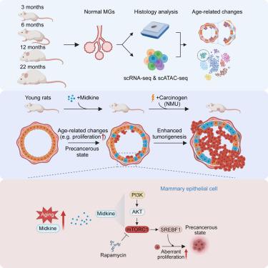 Midkine as a driver of age-related changes and increase in mammary tumorigenesis