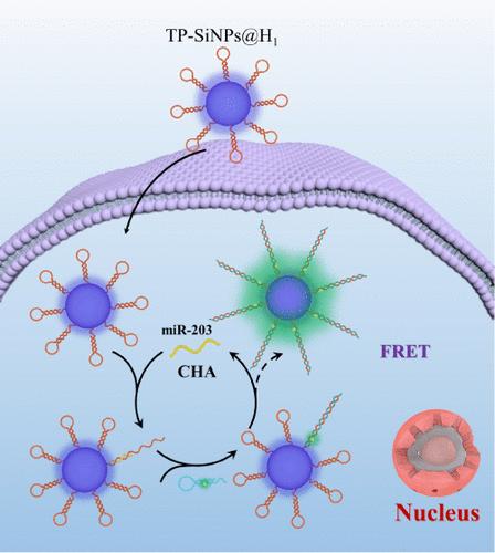 Activating Two-Photon Silica Nanoamplifier-Based CHA and FRET for Accurate Ratiometric Bioimaging of Intracellular MicroRNA.