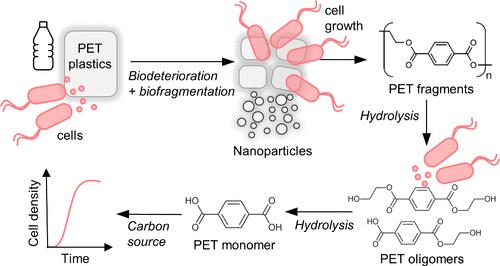 Mechanisms of Polyethylene Terephthalate Pellet Fragmentation into Nanoplastics and Assimilable Carbons by Wastewater <i>Comamonas</i>.