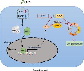 A novel effect of sulforaphane on promoting mouse granulosa cells proliferation via the NRF2-TKT pathway.