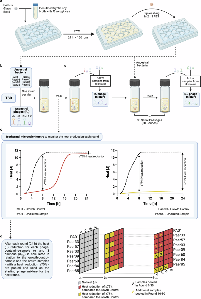 Targeting Pseudomonas aeruginosa biofilm with an evolutionary trained bacteriophage cocktail exploiting phage resistance trade-offs