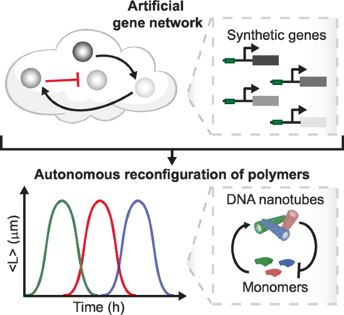 Developmental assembly of multi-component polymer systems through interconnected synthetic gene networks in vitro