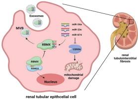 DeSUMOylation of RBMX regulates exosomal sorting of cargo to promote renal tubulointerstitial fibrosis in diabetic kidney disease.