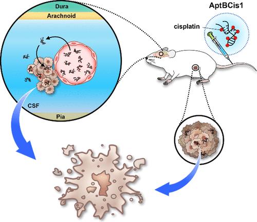 AptBCis1, An Aptamer-Cisplatin Conjugate, Is Effective in Lung Cancer Leptomeningeal Carcinomatosis.