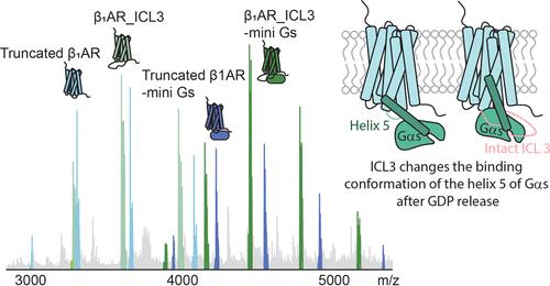 Coupling and Activation of the β1 Adrenergic Receptor - The Role of the Third Intracellular Loop.