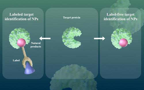 Labeled and Label-Free Target Identifications of Natural Products.