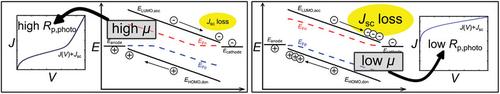 Correlating the Photoshunt with Charge-Collection Losses in Organic Solar Cells