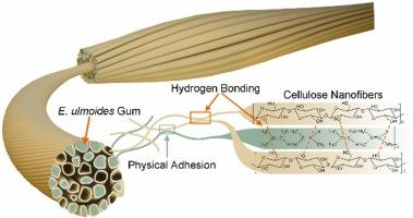 Self-Adhesive Ionic Cable Derived from Natural Bark as Osmotic Energy Generator