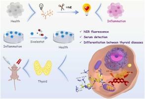 Neutrophil elastase specific fluorescent probe for early diagnosis of thyroiditis via serum sample testing and fluorescence imaging