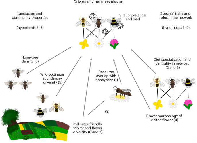 Species traits, landscape quality and floral resource overlap with honeybees determine virus transmission in plant–pollinator networks