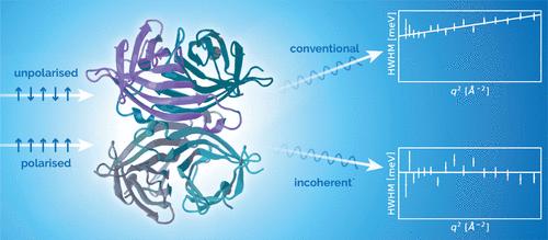 Data Analysis of Dynamics in Protein Solutions Using Quasi-Elastic Neutron Scattering─Important Insights from Polarized Neutrons.