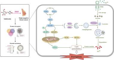 Salidroside sensitizes Triple-negative breast cancer to ferroptosis by SCD1-mediated lipogenesis and NCOA4-mediated ferritinophagy.