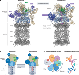 Mechanisms and regulation of substrate degradation by the 26S proteasome