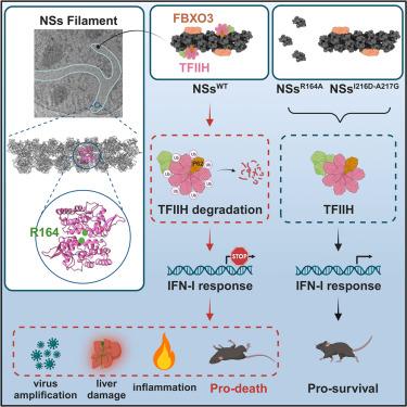 Rift Valley fever virus coordinates the assembly of a programmable E3 ligase to promote viral replication