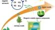 Biogenic volatile organic compounds emissions, atmospheric chemistry, and environmental implications: a review