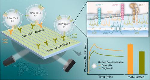 Enhancing Extracellular Vesicle Detection <i>via</i> Cotargeting Tetraspanin Biomarkers.