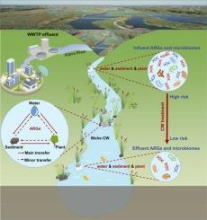 Antibiotic resistomes and ecological risk elimination in field-scale constructed wetland revealed by integrated metagenomics and metatranscriptomics