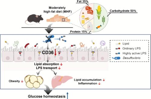 A Moderately High-Fat Diet with Proper Nutrient Quality Improves Glucose Homeostasis, Linked to Downregulation of Intestinal CD36 Mediated by the Loss of <i>Desulfovibrio</i>.