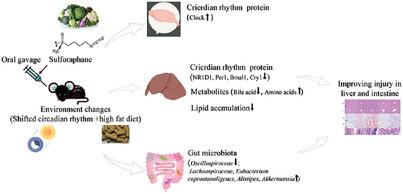 Sulforaphane Improves Liver Metabolism and Gut Microbiota in Circadian Rhythm Disorder Mice Models Fed With High-Fat Diets