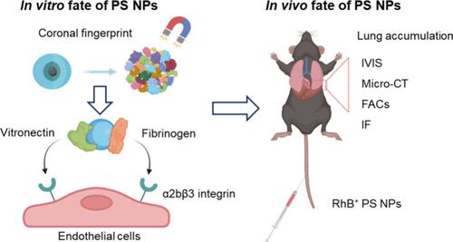 Preferred Lung Accumulation of Polystyrene Nanoplastics with Negative Charges.