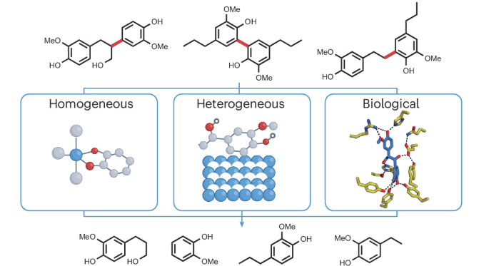 Accessing monomers from lignin through carbon–carbon bond cleavage