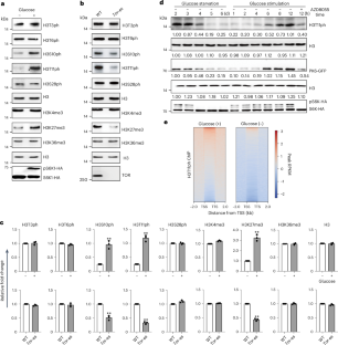 Nuclear-localized pyruvate kinases control phosphorylation of histone H3 on threonine 11