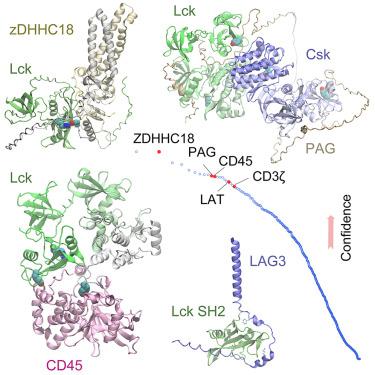 Predicting protein interactions of the kinase Lck critical to T cell modulation