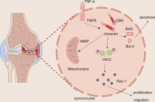 Columbianadin ameliorates rheumatoid arthritis by attenuating synoviocyte hyperplasia through targeted vimentin to inhibit the VAV2/Rac-1 signaling pathway