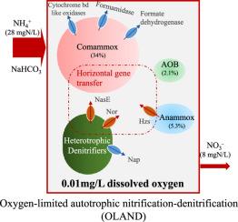 Comammox rather than AOB dominated the efficient autotrophic nitrification-denitrification process in an extremely oxygen-limited environment