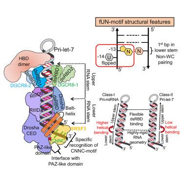 The structural landscape of Microprocessor-mediated processing of pri-let-7 miRNAs