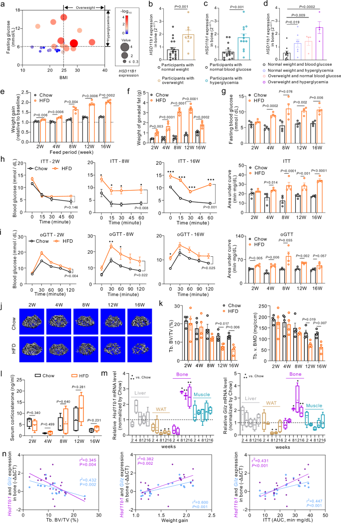 Targeting osteoblastic 11β-HSD1 to combat high-fat diet-induced bone loss and obesity.