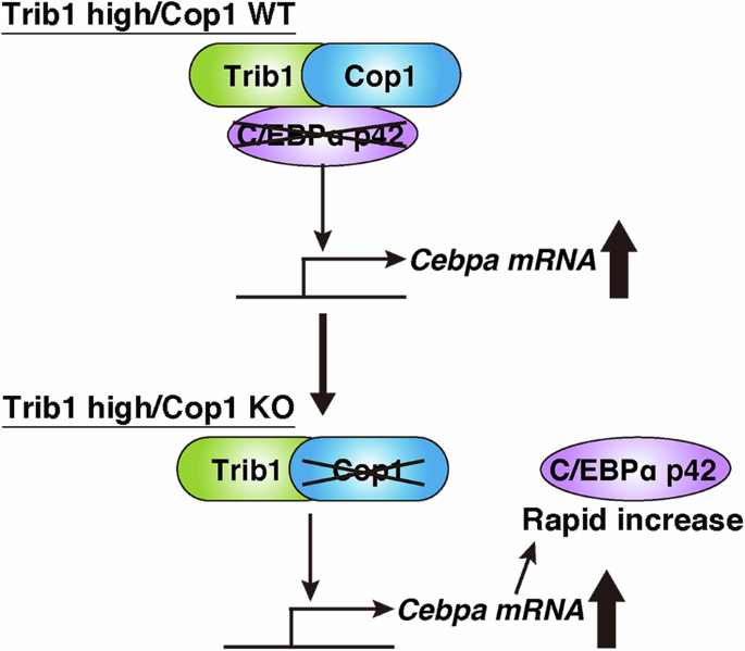 Rapid increase of C/EBPα p42 induces growth arrest of acute myeloid leukemia (AML) cells by Cop1 deletion in Trib1-expressing AML