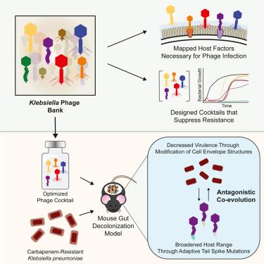 Rapid design of bacteriophage cocktails to suppress the burden and virulence of gut-resident carbapenem-resistant Klebsiella pneumoniae