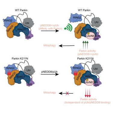 Mechanism of phospho-Ubls’ specificity and conformational changes that regulate Parkin activity