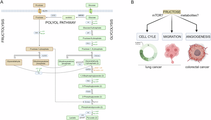 Fructose: the sweet(er) side of the Warburg effect