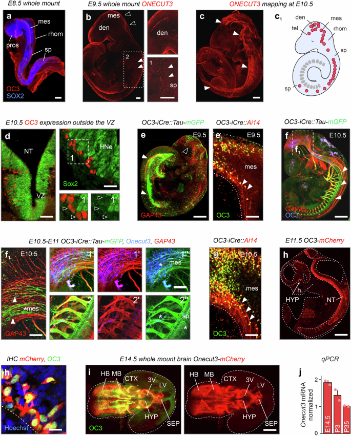 Concerted transcriptional regulation of the morphogenesis of hypothalamic neurons by ONECUT3.