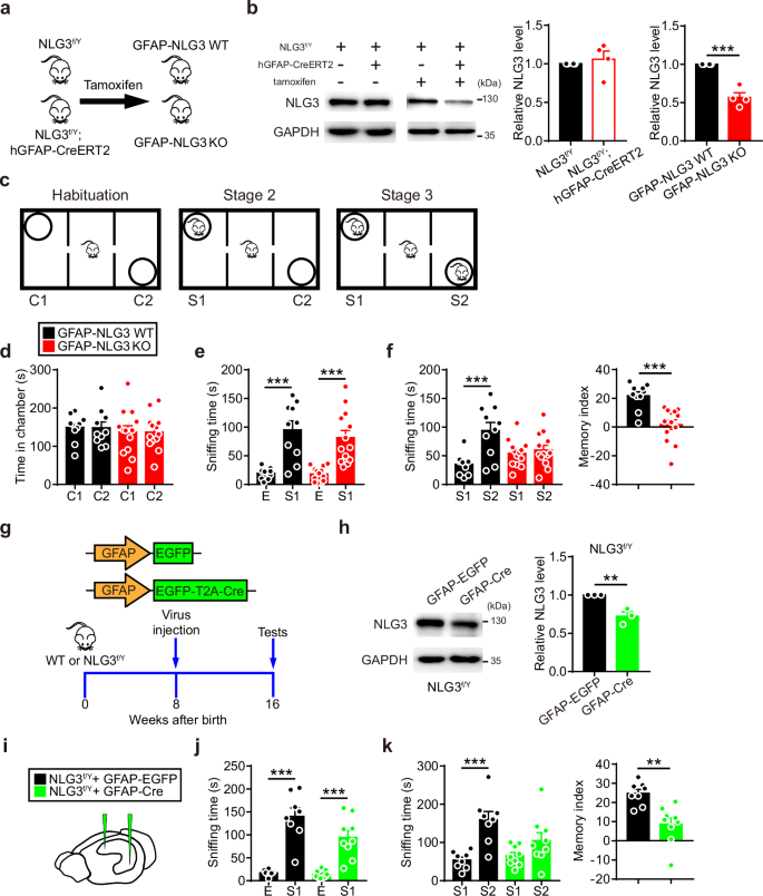 Astrocytic neuroligin 3 regulates social memory and synaptic plasticity through adenosine signaling in male mice.