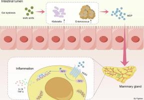 Elevated muramyl dipeptide by sialic acid-facilitated postantibiotic pathobiont expansion contributes to gut dysbiosis-induced mastitis in mice