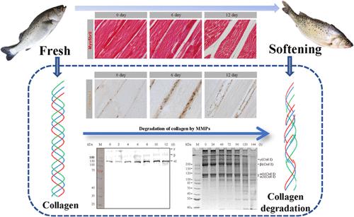 Collaborative Effect of Matrix Metalloproteinases on Type I Collagen Degradation and Muscle Softening in Sea Bass (Lateolabrax japonicus) during Cold Storage