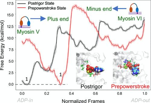 On the Control of Directionality of Myosin