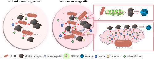 Nano-magnetite enhances dissimilated iron reduction to vivianite from sewage by structuring an enormous and compact electron transfer network